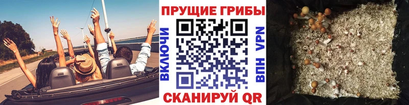KRAKEN зеркало  Королёв  Псилоцибиновые грибы прущие грибы  где купить наркотик 